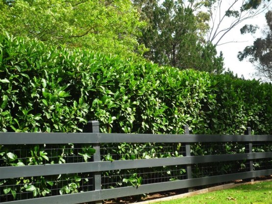 viburnum hedge 3